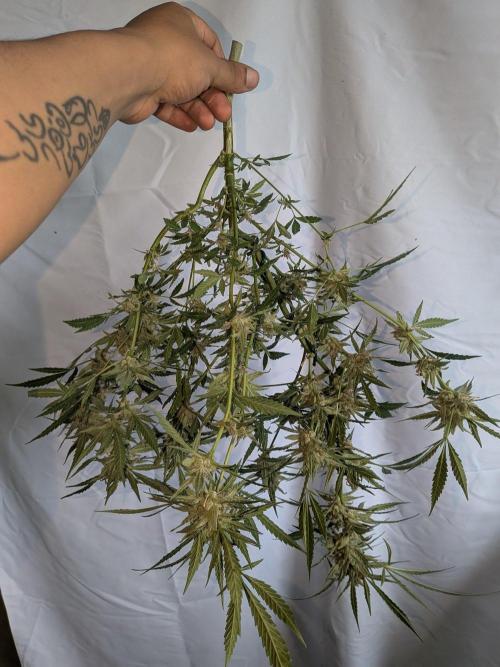Strawberry Banana 🍌 Sun-Smash. Week 19