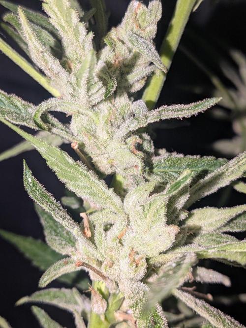 Strawberry Banana 🍌 Sun-Smash. Week 19