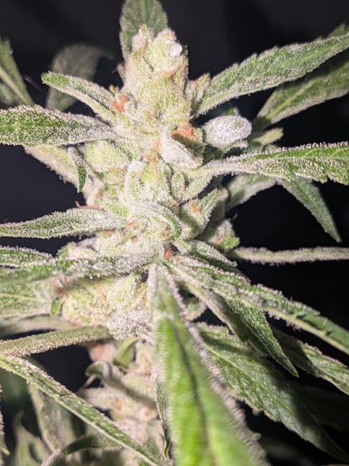 Strawberry Banana 🍌 Sun-Smash. Week 19