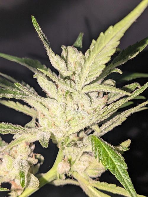 Strawberry Banana 🍌 Sun-Smash. Week 19