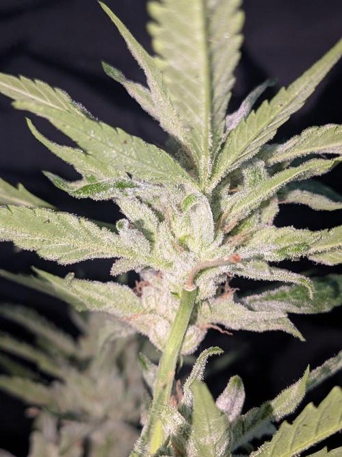 Strawberry Banana 🍌 Sun-Smash. Week 19
