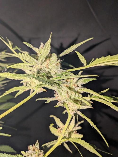 Strawberry Banana 🍌 Sun-Smash. Week 19