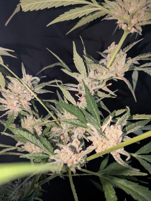 Strawberry Banana 🍌 Sun-Smash. Week 19