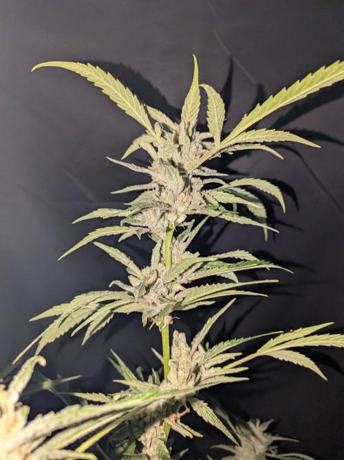 Strawberry Banana 🍌 Sun-Smash. Week 19