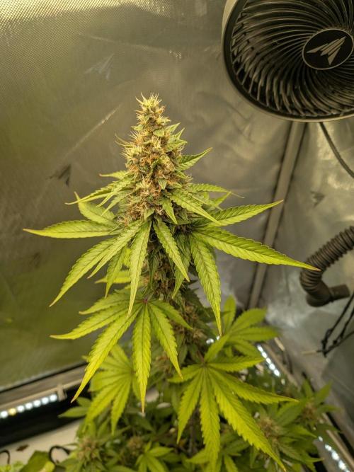 Dark Lemonade 🍋 Auto. Week 9