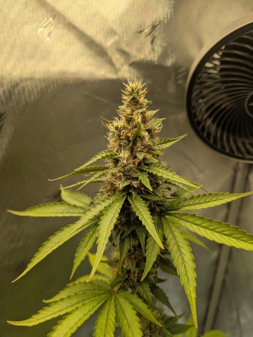 Dark Lemonade 🍋 Auto. Week 9