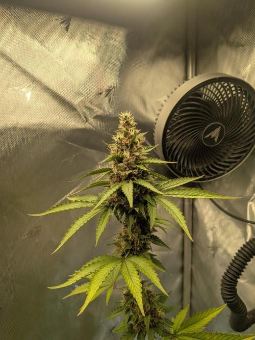 Dark Lemonade 🍋 Auto. Week 9