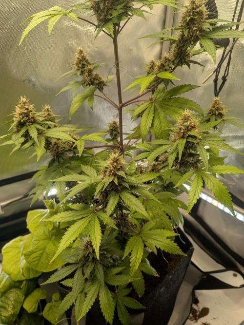 Dark Lemonade 🍋 Auto. Week 9