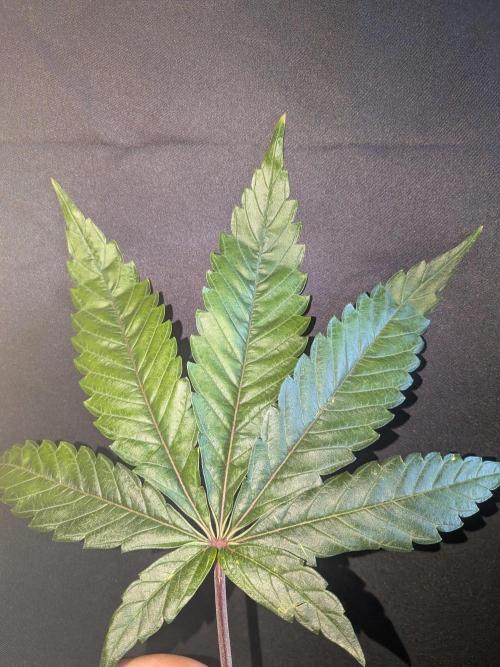 Pink Guava F1. Week 9