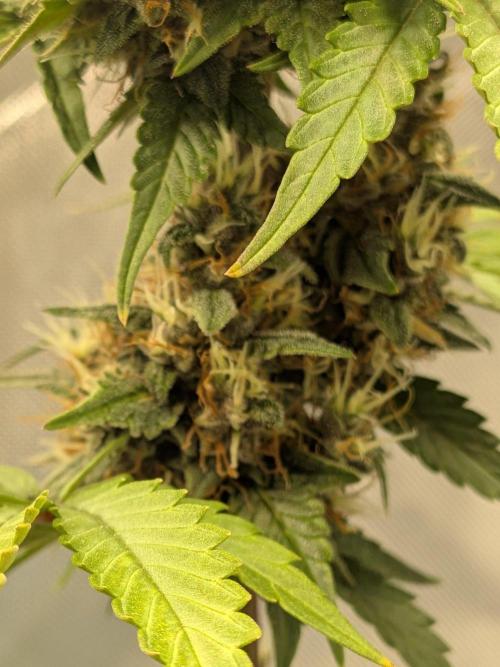 Dark Lemonade 🍋 Auto. Week 10