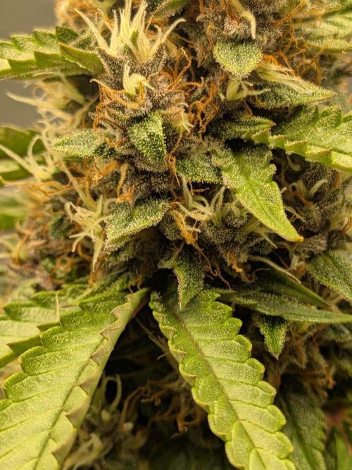 Dark Lemonade 🍋 Auto. Week 10