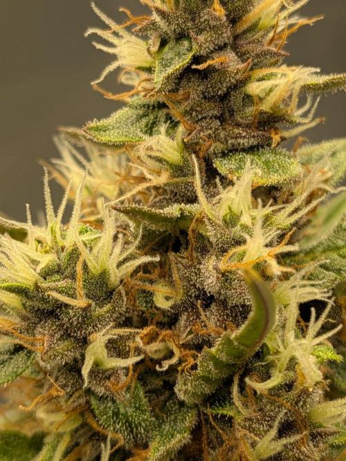 Dark Lemonade 🍋 Auto. Week 10