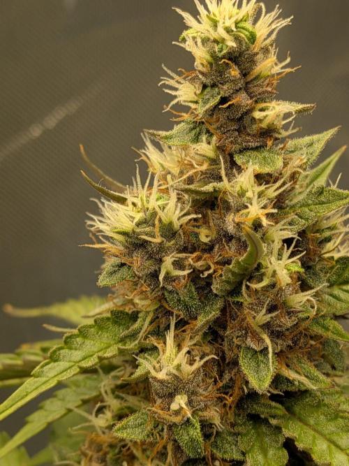 Dark Lemonade 🍋 Auto. Week 10
