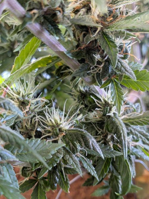 Dark Lemonade 🍋 Auto. Week 10