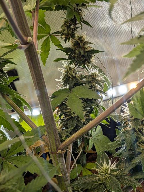 Dark Lemonade 🍋 Auto. Week 10