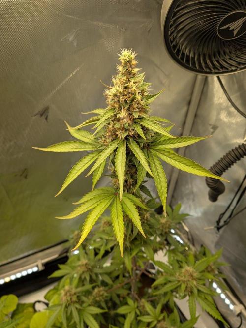 Dark Lemonade 🍋 Auto. Week 10