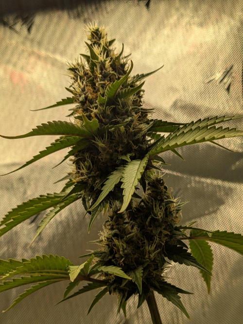Dark Lemonade 🍋 Auto. Week 10