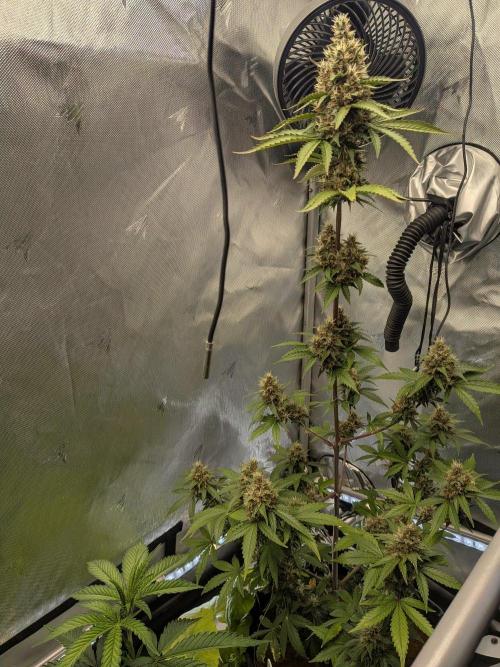 Dark Lemonade 🍋 Auto. Week 10