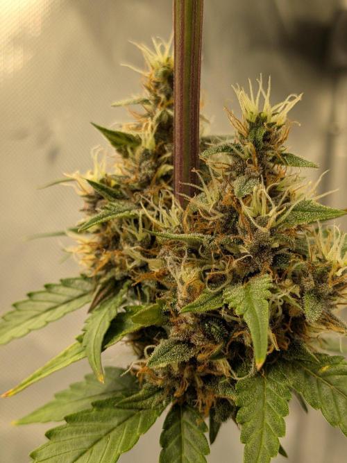 Dark Lemonade 🍋 Auto. Week 10