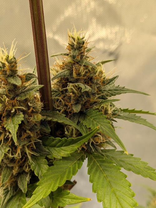 Dark Lemonade 🍋 Auto. Week 10