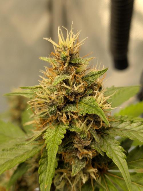 Dark Lemonade 🍋 Auto. Week 10