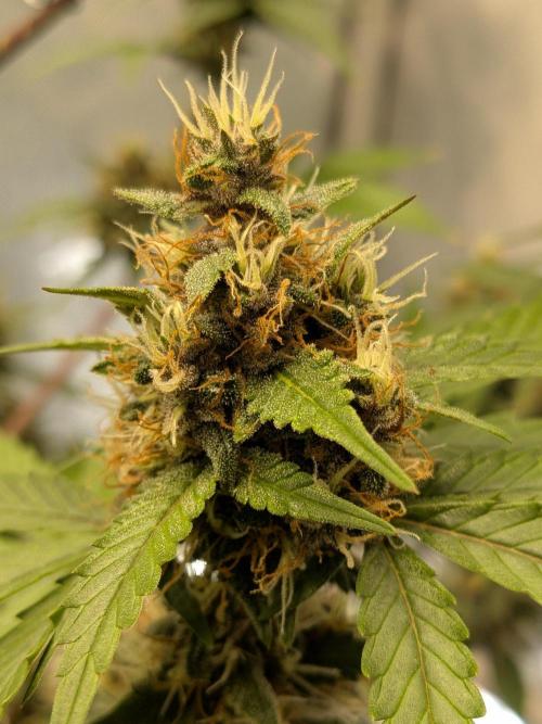 Dark Lemonade 🍋 Auto. Week 10