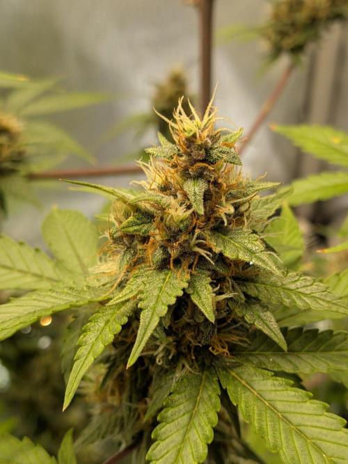 Dark Lemonade 🍋 Auto. Week 10
