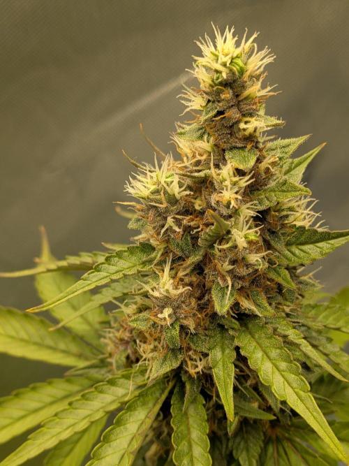 Dark Lemonade 🍋 Auto. Week 10