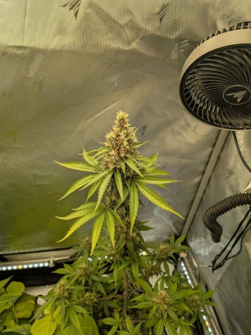 Dark Lemonade 🍋 Auto. Week 10