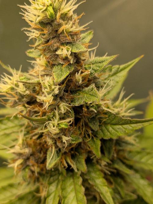 Dark Lemonade 🍋 Auto. Week 10