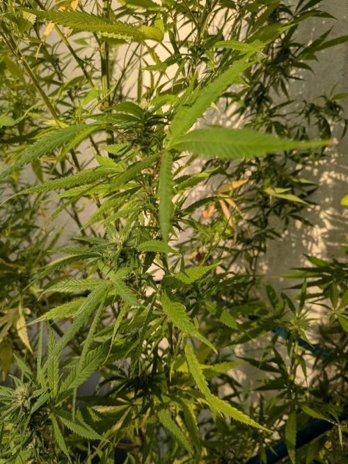 RS11(C) | GanjaFarmer. Week 26