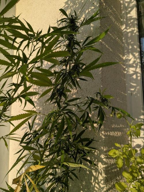 RS11(C) | GanjaFarmer. Week 26