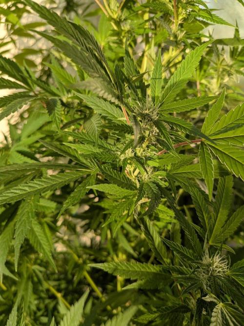 RS11(B) | GanjaFarmer. Week 26