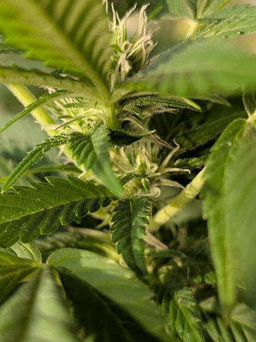 Khalifa Kush | outdoor 2026. Week 27