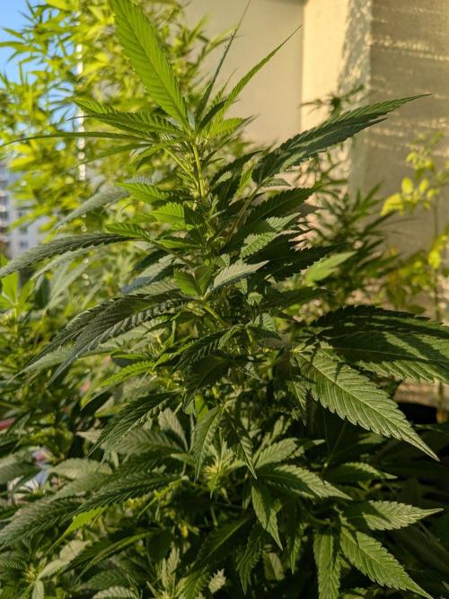 Khalifa Kush | outdoor 2026. Week 27