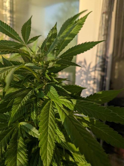 Khalifa Kush | outdoor 2026. Week 27