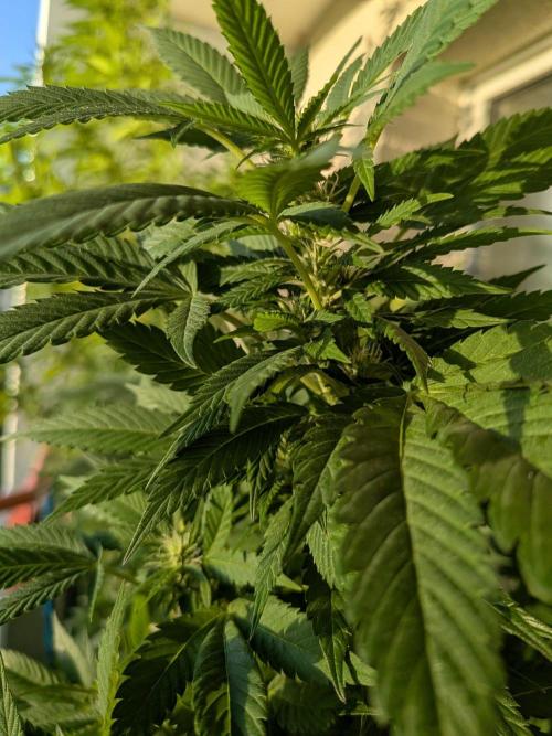 Khalifa Kush | outdoor 2026. Week 27