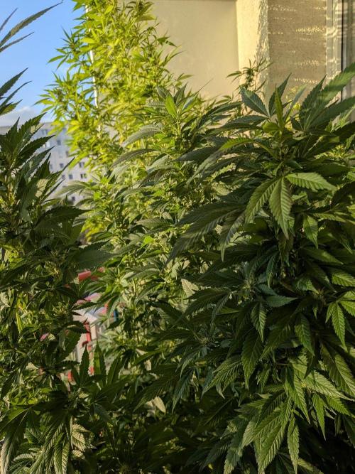 Khalifa Kush | outdoor 2026. Week 27