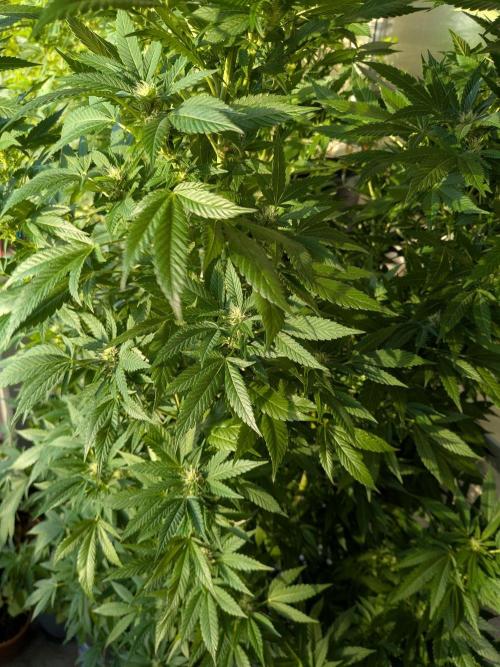 Khalifa Kush | outdoor 2026. Week 27