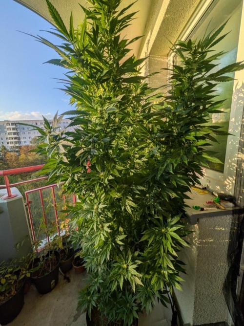 Khalifa Kush | outdoor 2026. Week 27