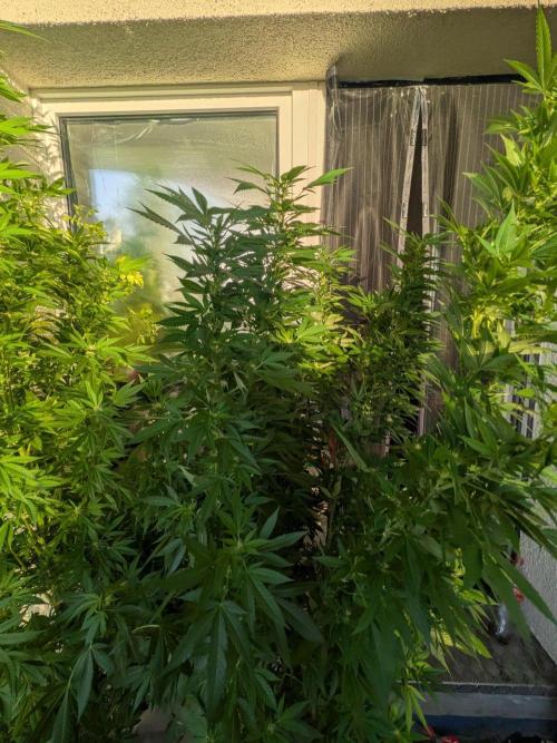 Khalifa Kush | outdoor 2026. Week 27