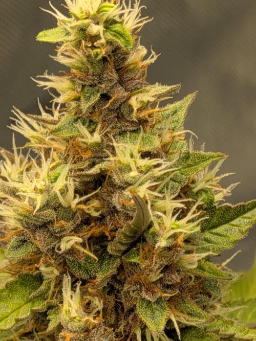 Dark Lemonade 🍋 Auto. Week 10