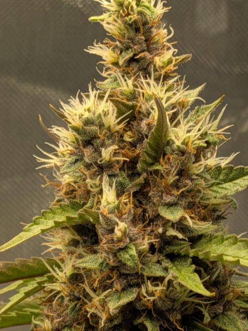 Dark Lemonade 🍋 Auto. Week 10