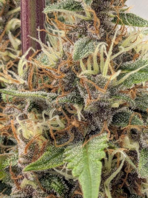 Dark Lemonade 🍋 Auto. Week 10