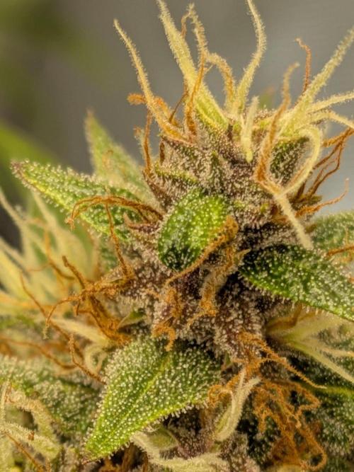 Dark Lemonade 🍋 Auto. Week 10