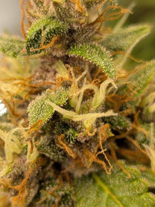 Dark Lemonade 🍋 Auto. Week 10