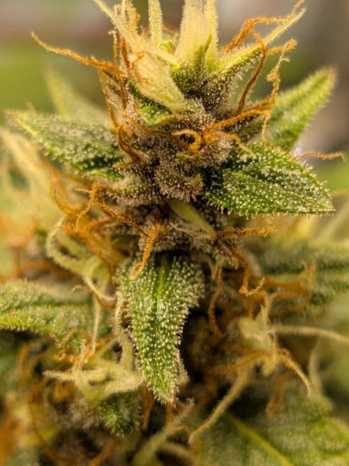 Dark Lemonade 🍋 Auto. Week 10