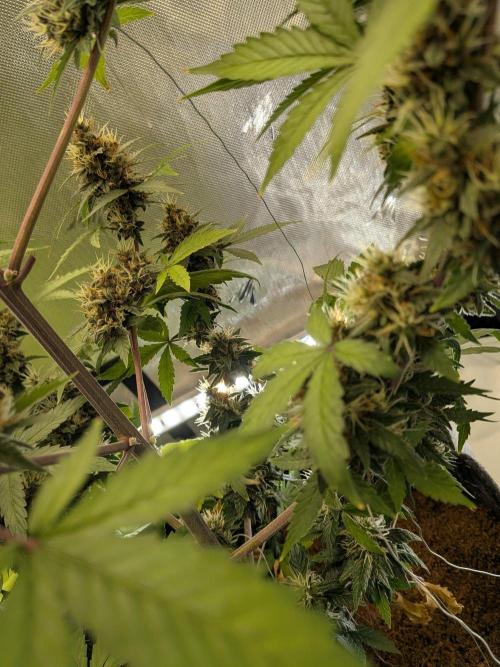 Dark Lemonade 🍋 Auto. Week 10