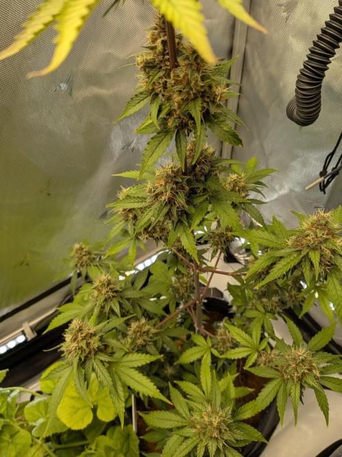 Dark Lemonade 🍋 Auto. Week 10
