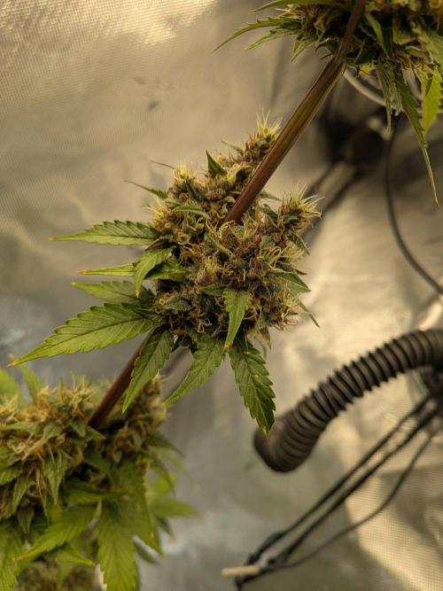 Dark Lemonade 🍋 Auto. Week 10